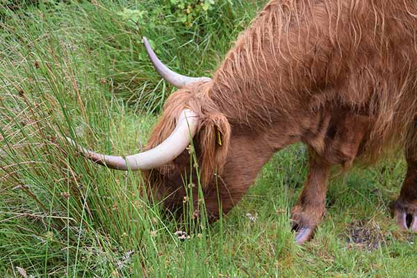 Highland Cow