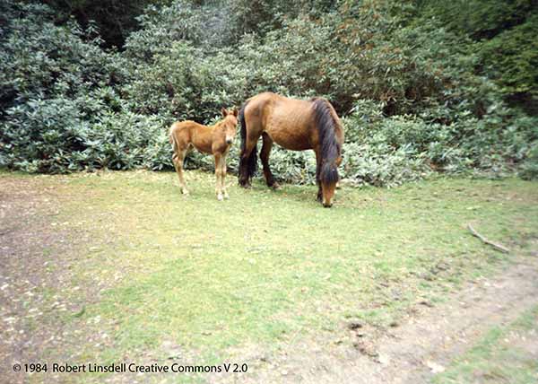 New Forest ponys 